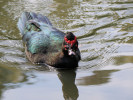 Muscovy Duck (WWT Slimbridge October 2011) - pic by Nigel Key